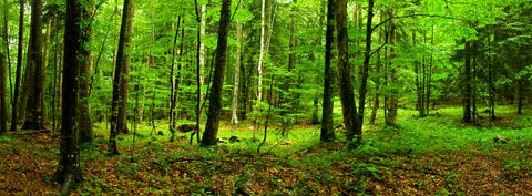 Forêt verte